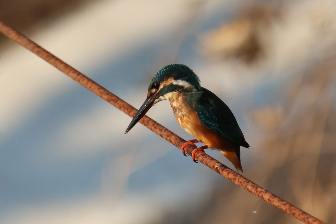 A kingfisher perched on a rusted wire, teal back and orange breast in the afternoon light